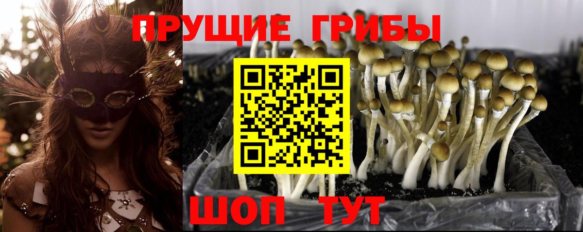 Псилоцибиновые грибы Psilocybine cubensis  Вход с VPN  Сорочинск 